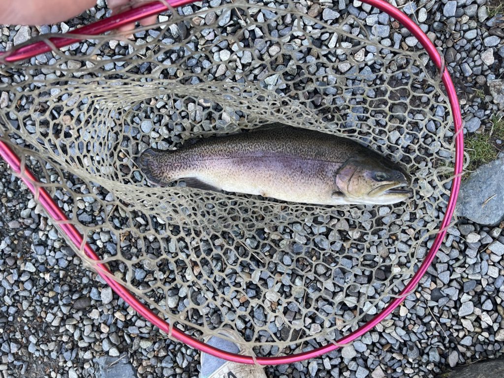 【驚ロック５５ｃｍ】全体