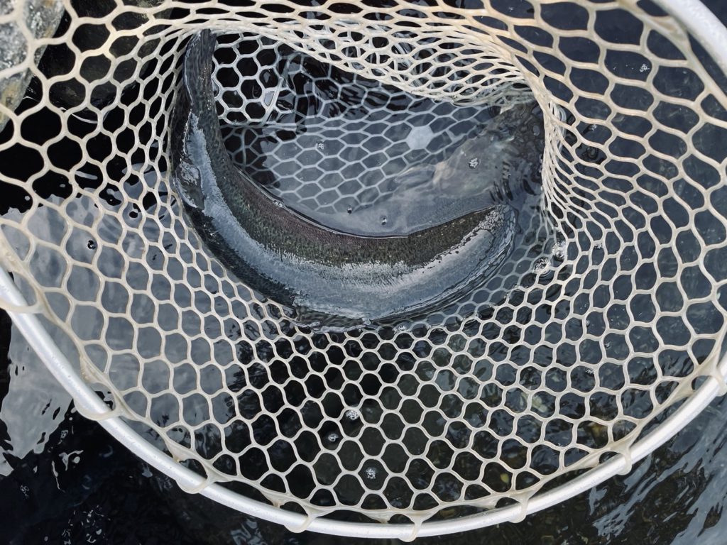 【驚ロック５３ｃｍ】全体