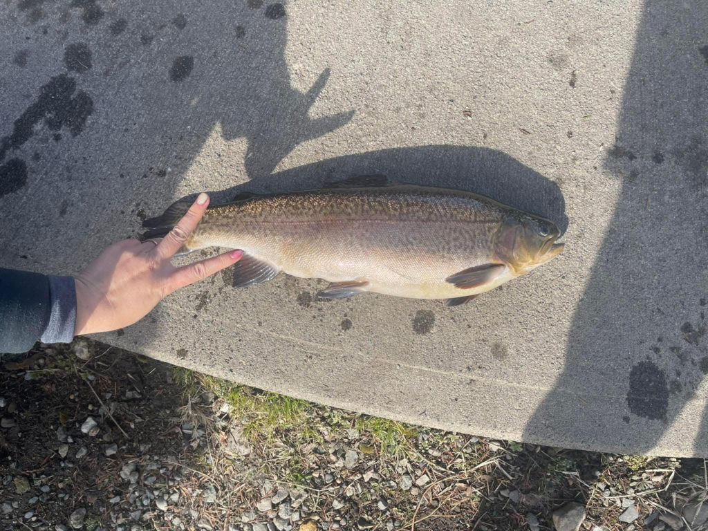 【驚ロック６０ｃｍ】全体