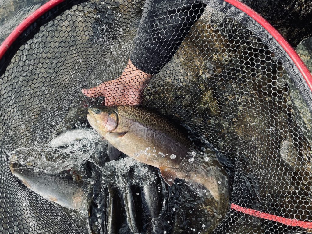 【驚ロック５６ｃｍ】全体