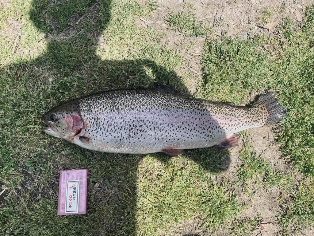 【頂鱒６１ｃｍ】全体