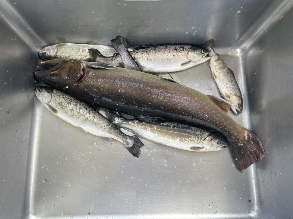 【大岩魚６０ｃｍ】全体