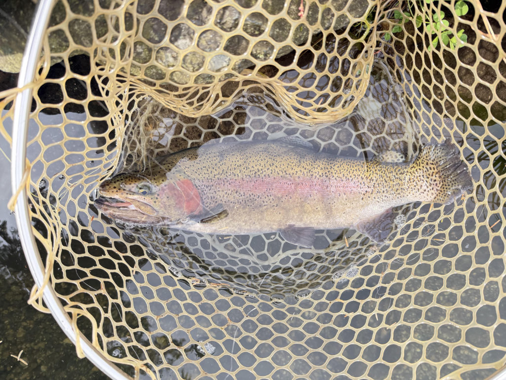 【頂鱒５２ｃｍ】全体