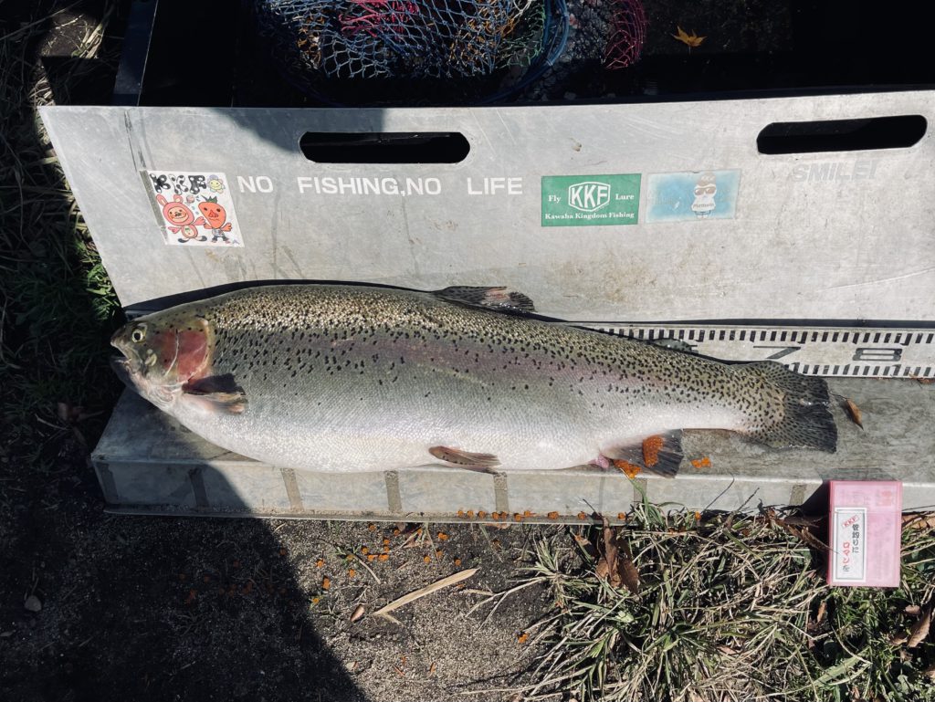 【頂鱒７６ｃｍ】全体