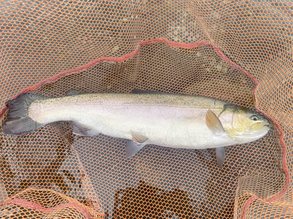 【驚ロック５５ｃｍ】全体