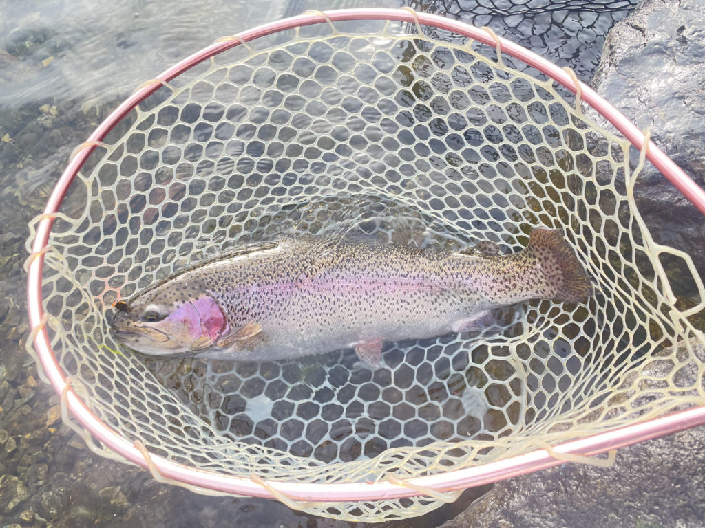 【頂鱒５８ｃｍ】全体