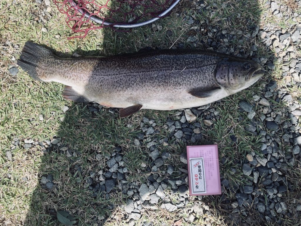 【驚ロック５６ｃｍ】全体