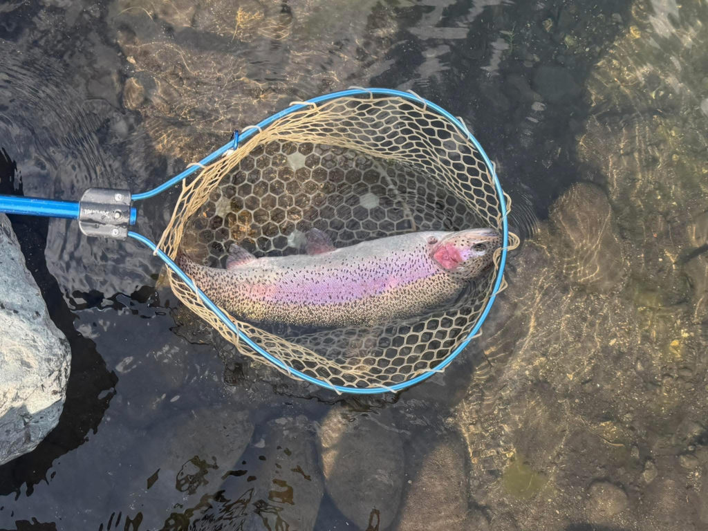 【頂鱒６０ｃｍ】全体