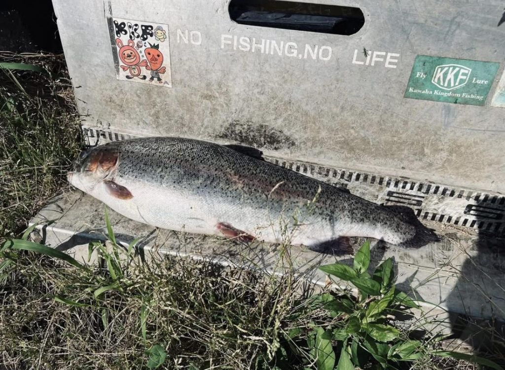 【頂鱒５３ｃｍ】全体
