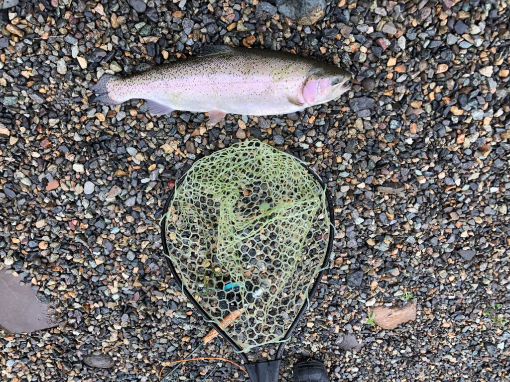 【頂鱒５５ｃｍ】全体