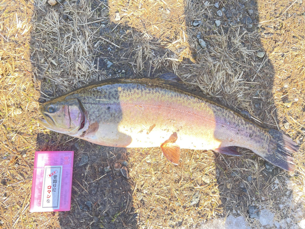 【驚ロック５０ｃｍ】全体