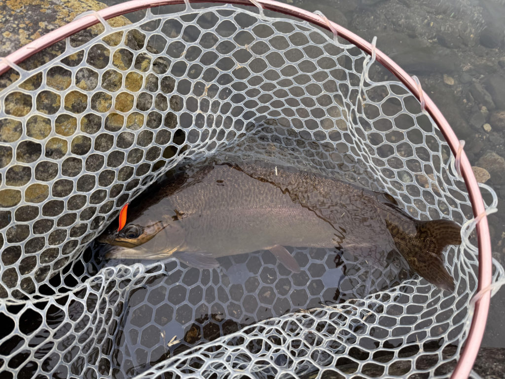 【驚ロック５５ｃｍ】全体