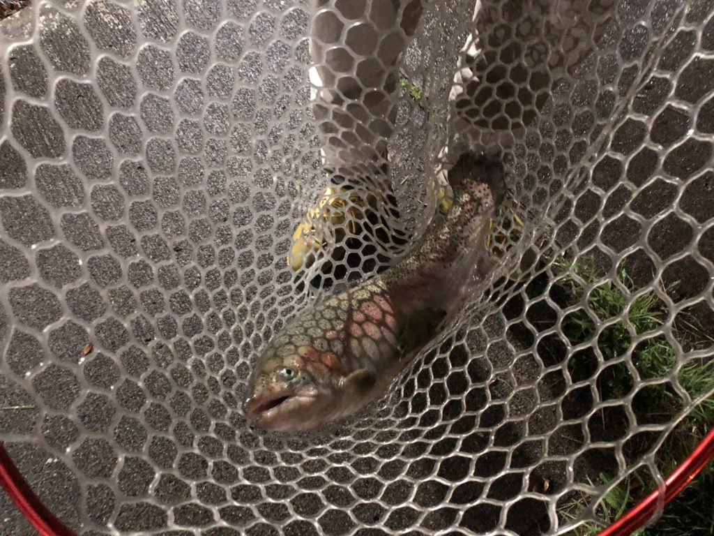 【頂鱒５６ｃｍ】全体