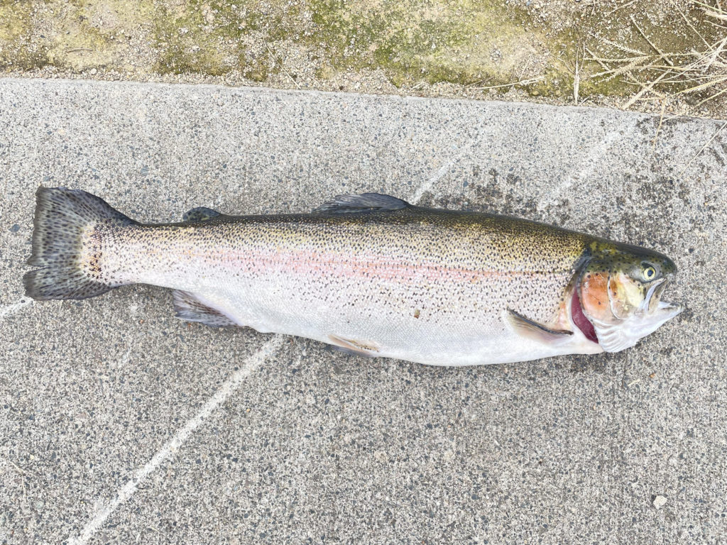 【頂鱒５８ｃｍ】全体