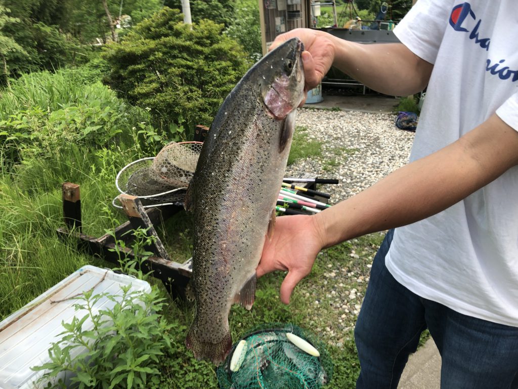 【頂鱒５２ｃｍ】全体