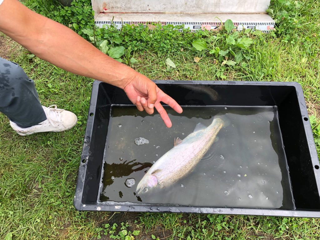 【頂鱒５４ｃｍ】全体