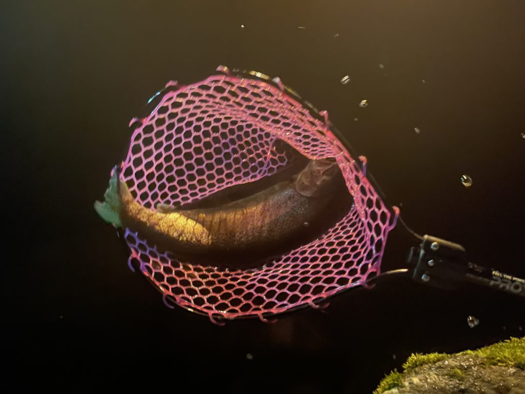 【頂鱒５５ｃｍ】全体