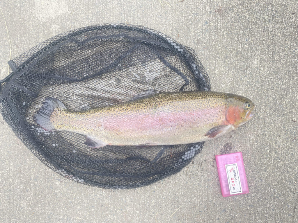【頂鱒５６ｃｍ】全体