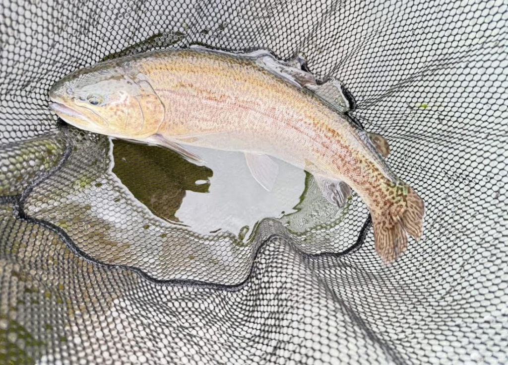 【驚ロック５１ｃｍ】全体