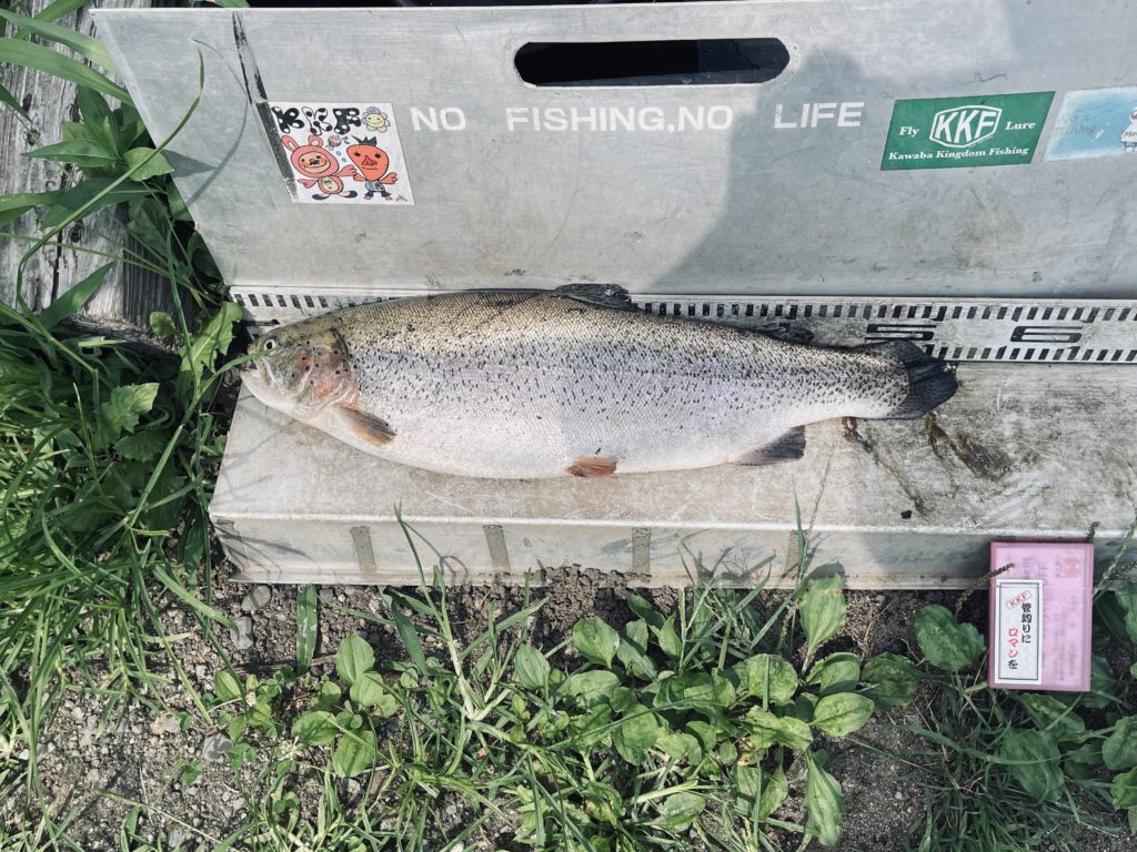 【頂鱒５２ｃｍ】全体