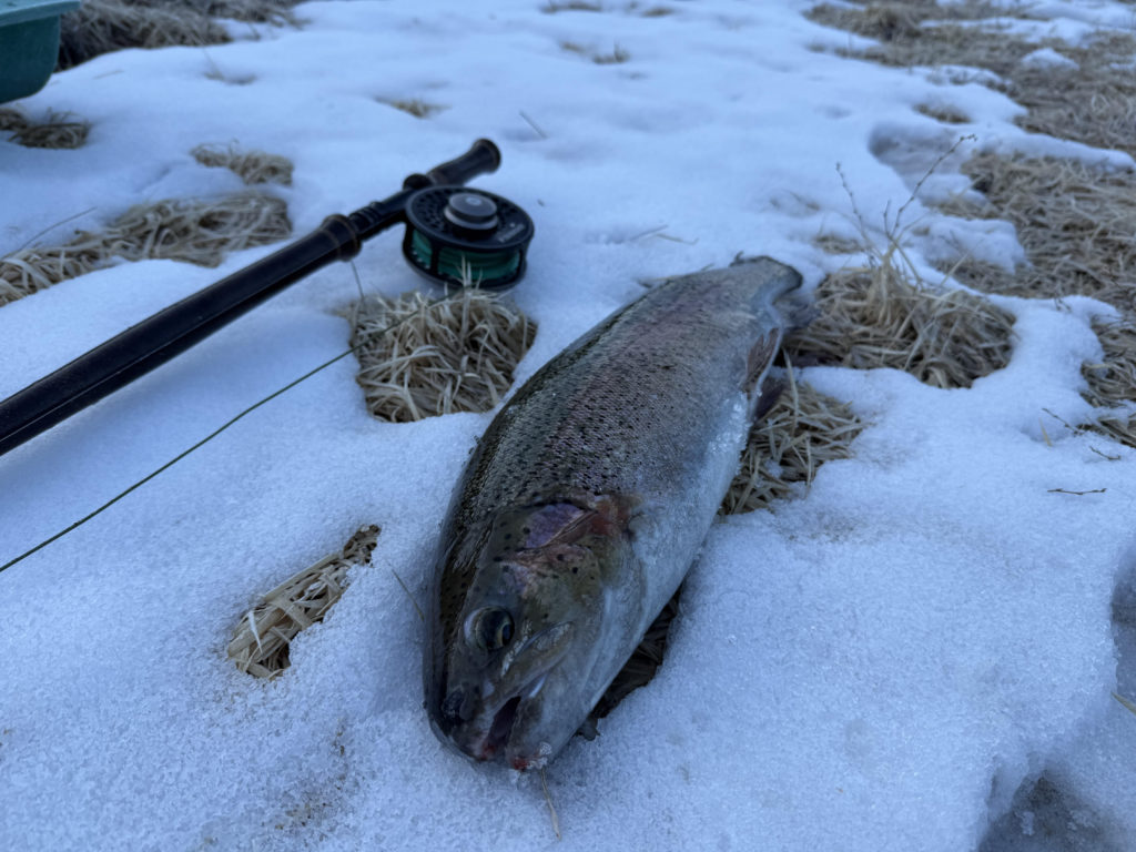 【頂鱒５１ｃｍ】全体