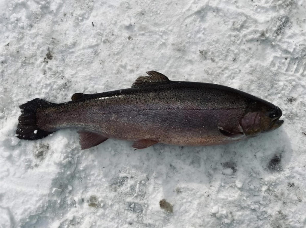 【驚ロック６０ｃｍ】全体