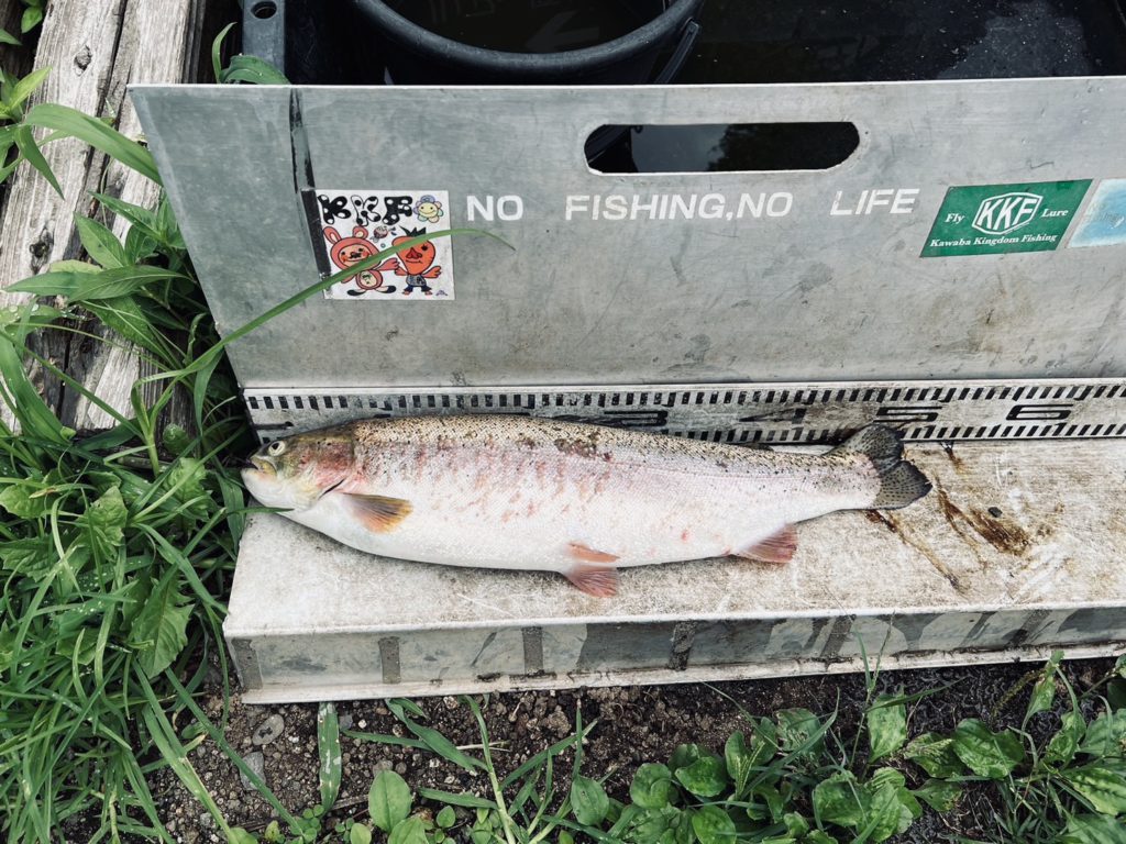 【頂鱒５０ｃｍ】全体