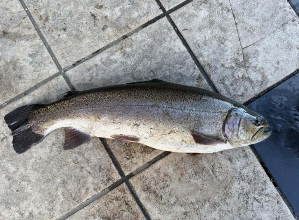 【驚ロック６６ｃｍ】全体