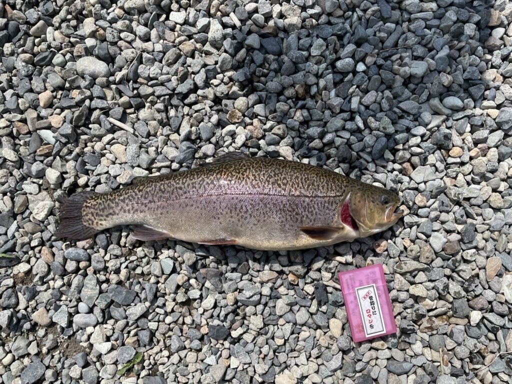 【驚ロック５２ｃｍ】全体