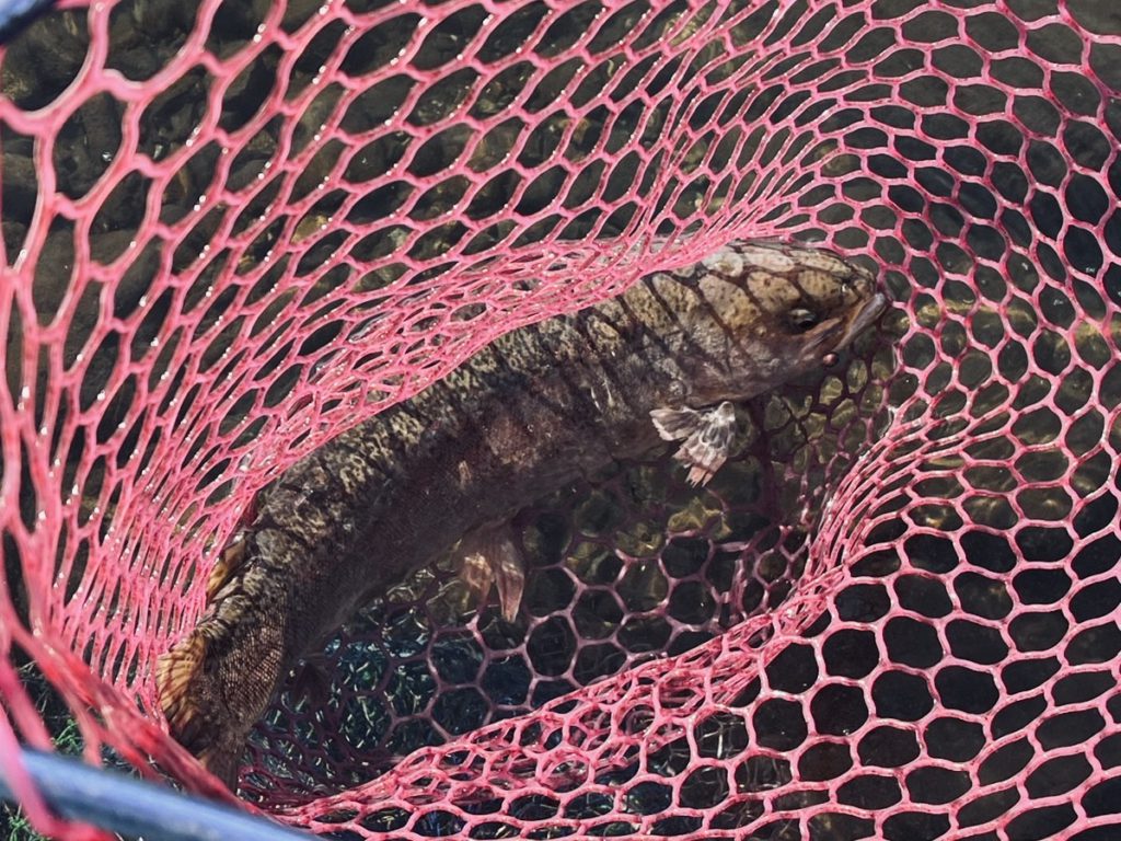 【驚ロック５５ｃｍ】全体