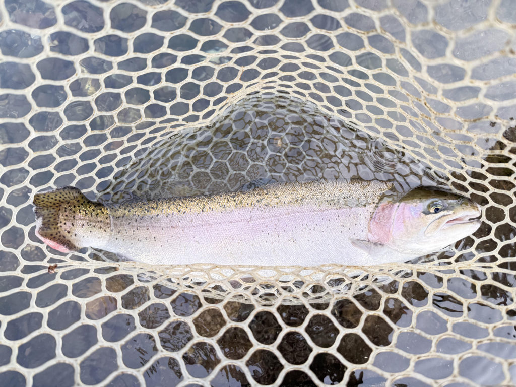 【頂鱒５０ｃｍ】全体