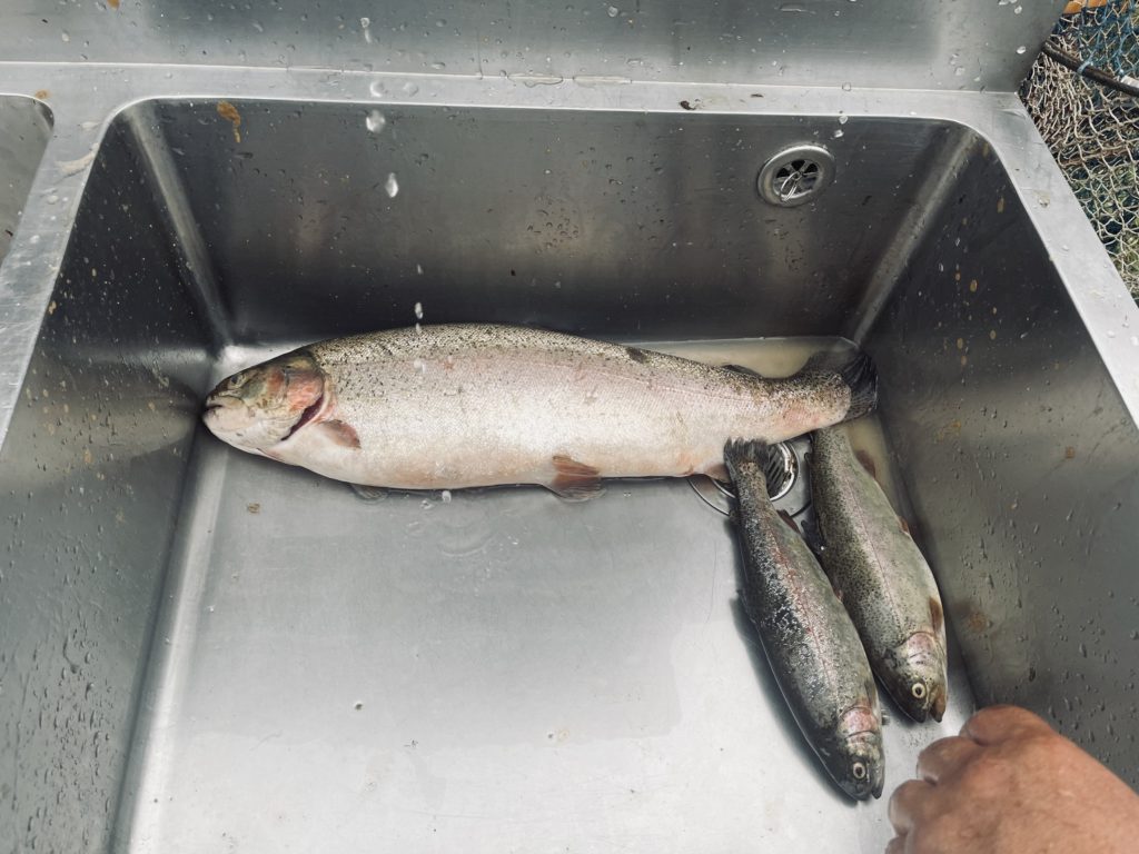 【頂鱒５４ｃｍ】全体