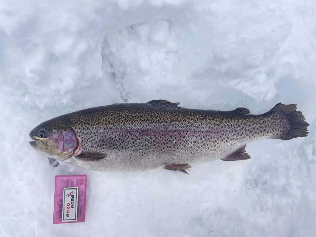 【頂鱒５９ｃｍ】全体