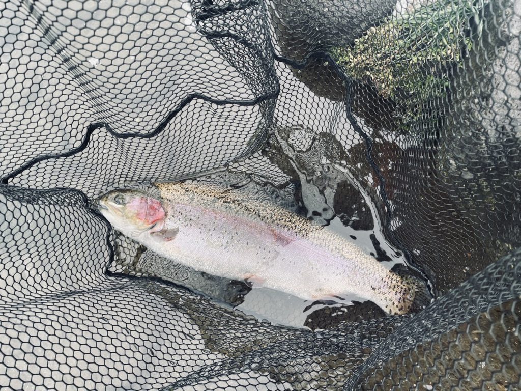 【頂鱒５８ｃｍ】全体