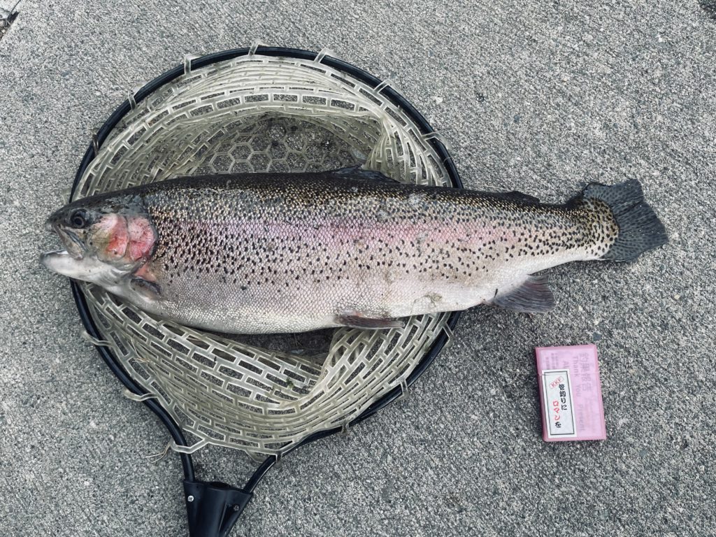 【頂鱒６８ｃｍ】全体