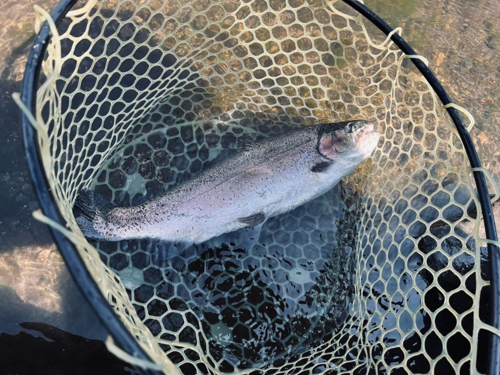 【頂鱒５５ｃｍ】全体