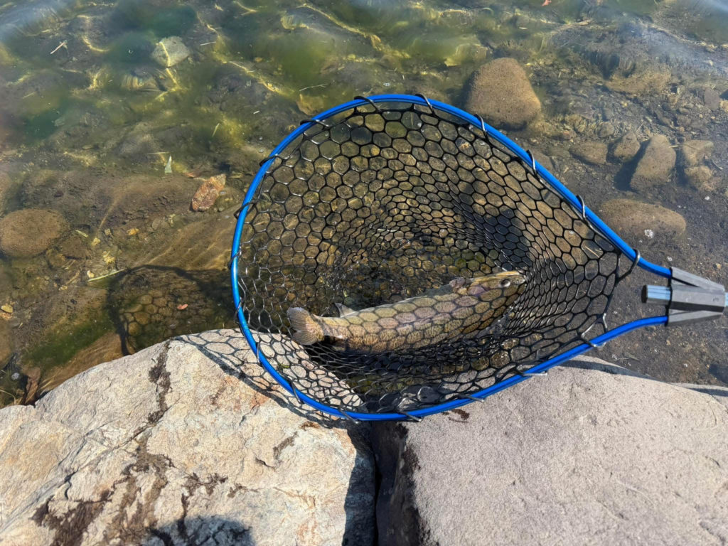 【驚ロック５３ｃｍ】全体