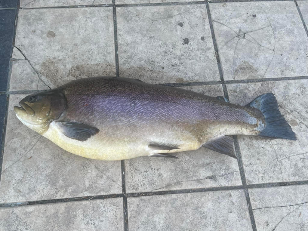 【驚ロック７８ｃｍ】全体