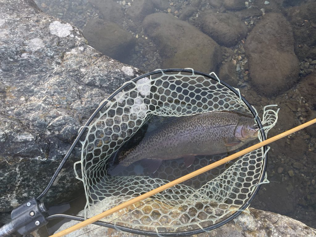 【驚ロック５６ｃｍ】全体
