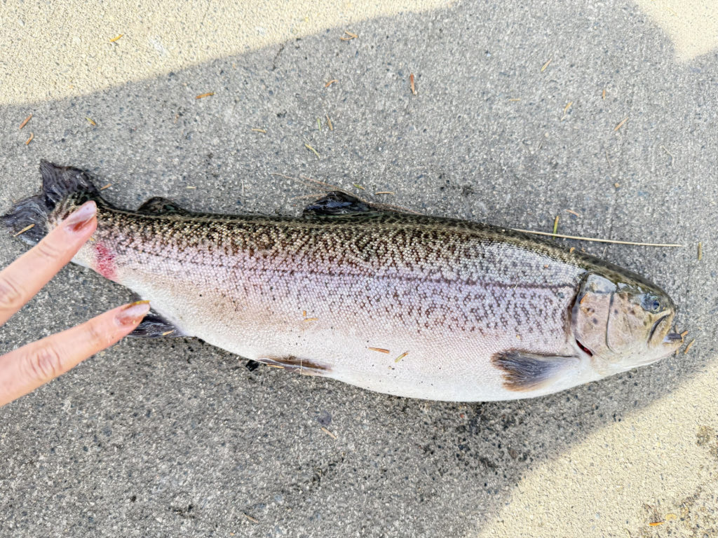 【驚ロック５３ｃｍ】全体