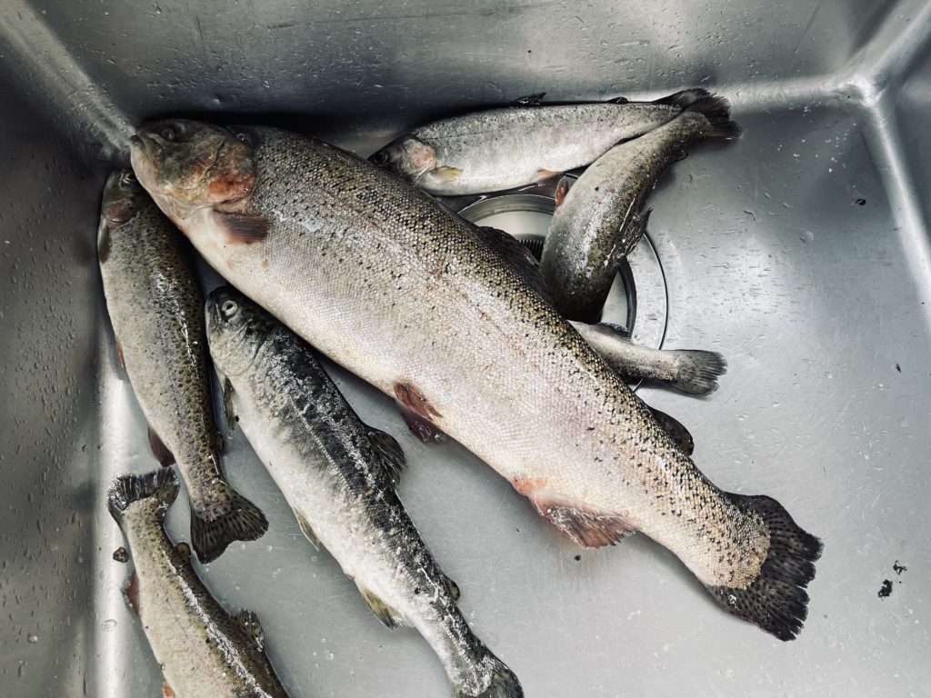 【頂鱒５３ｃｍ】全体