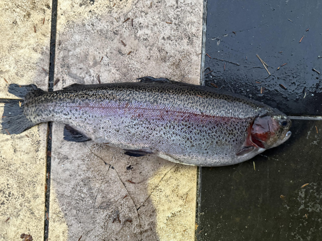 【頂鱒６０ｃｍ】全体