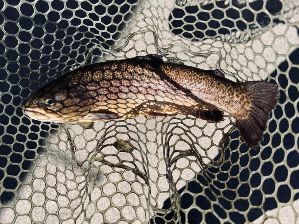 【驚ロック５０ｃｍ】全体