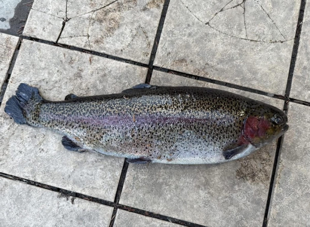 【頂鱒５３ｃｍ】全体