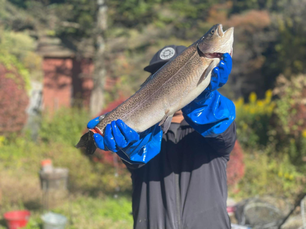 【驚ロック５５ｃｍ】全体