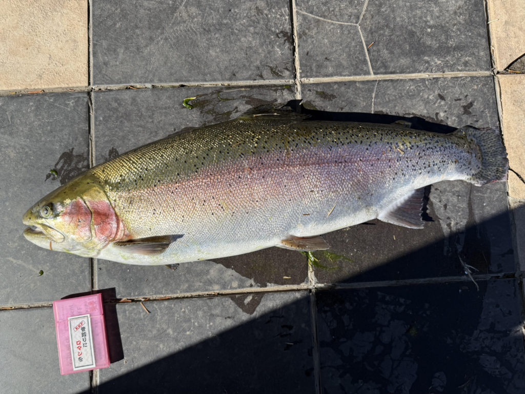 【頂鱒７２ｃｍ】全体