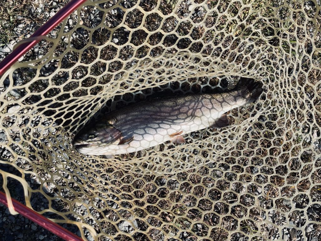 【頂鱒５０ｃｍ】全体