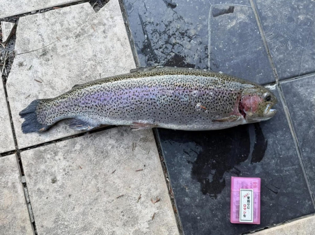 【頂鱒５９ｃｍ】全体