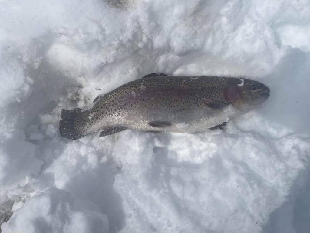 【頂鱒５６ｃｍ】全体