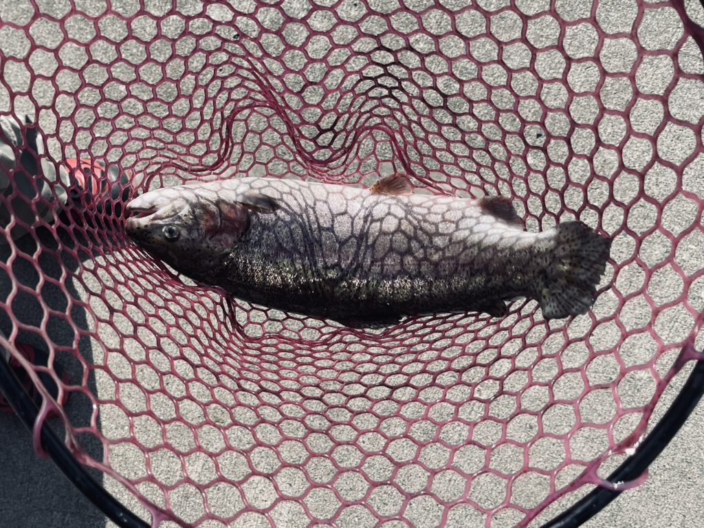 【頂鱒５３ｃｍ】全体